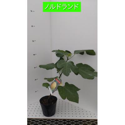 吉瀬園芸 - イチジク｜Yahoo!ショッピング