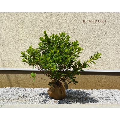 KIMIDORI FARM Yahoo!店 - セット商品｜Yahoo!ショッピング