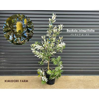 オージープランツ 商品一覧 - KIMIDORI FARM Yahoo!店 - 売れ筋 オージープランツ 商品一覧 - KIMIDORI FARM Yahoo!店 - 売れ筋