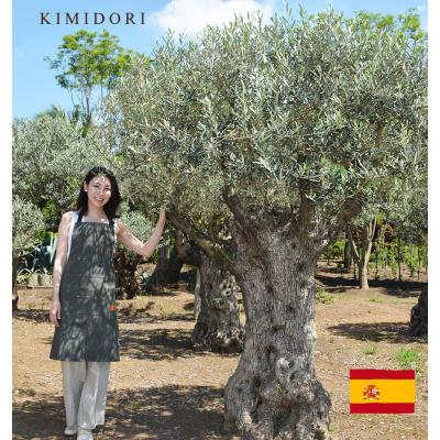 KIMIDORI FARM Yahoo!店 - スペインオリーブ古木｜Yahoo!ショッピング