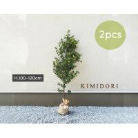 フイリマサキ 約100cm 約18cmポット 2本セット 斑入り まさき シンボルツリー 生垣 フェンス 隣家 目隠し 植木 庭木 鉢植え 常緑樹 ガーデニング 園芸 庭植え B22 樹緑 Yahoo 店 通販 Yahoo ショッピング