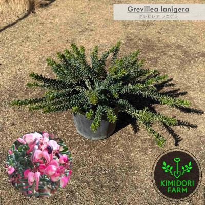 グレビレアのおすすめ人気商品一覧 通販 - Yahoo!ショッピング