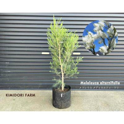 オージープランツ 商品一覧 - KIMIDORI FARM Yahoo!店 - 売れ筋 オージープランツ 商品一覧 - KIMIDORI FARM Yahoo!店 - 売れ筋