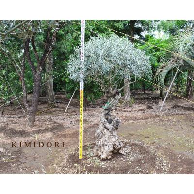 KIMIDORI FARM Yahoo!店 - スペインオリーブ古木|Yahoo KIMIDORI FARM Yahoo!店 - スペインオリーブ古木|Yahoo