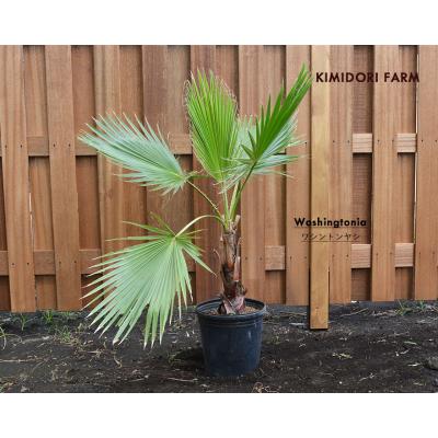 R &B商品！極上ワシントンヤシ 楽天市場】ワシントンヤシの通販