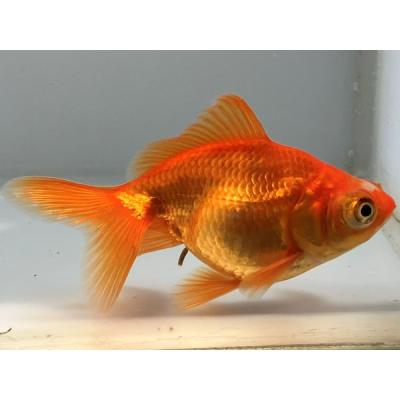 デメキン（鑑賞魚生体）｜熱帯魚、アクアリウム用品 | ペット用品