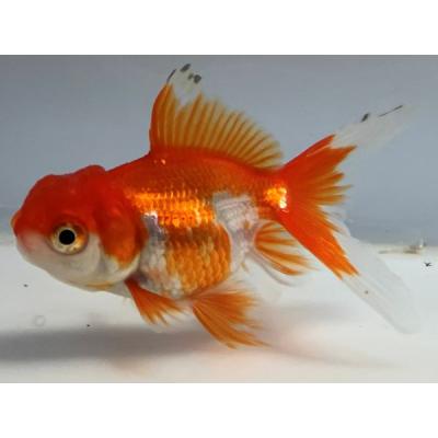 ピンポンパール（鑑賞魚生体）｜熱帯魚、アクアリウム用品 | ペット