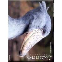 ハシビロコウ | 紀伊國屋書店Yahoo!店