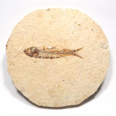 ヴィンテージ アメリカ 魚の化石 標本 ケース入り 化石魚類 古代魚 インテリア ヴィンテージ アメリカ 魚の化石 標本 ケース入り 化石魚類 古代魚