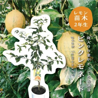 苗木 レモンの商品一覧 通販 - Yahoo!ショッピング