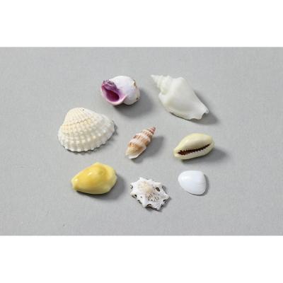 COWRIES　ソマリアサラサダカラガイ　サクライダカラガイ　2個セット　貝殻 COWRIES ソマリアサラサダカラガイ サクライダカラガイ 2個