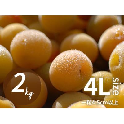 青梅 2kgのおすすめ人気商品一覧 通販 - Yahoo!ショッピング