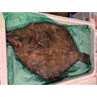 高級魚 北海道産活〆マツカワガレイ2枚 1 4 2ｋｇ前後 ｂ 北港直販 かれい カレイ 松川鰈 松皮鰈 王鰈 代引き不可 Matsukawakarei3 北港直販 通販 Yahoo ショッピング