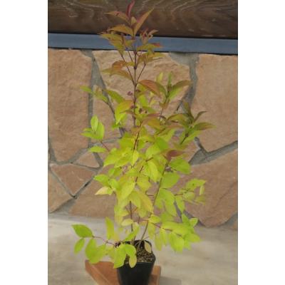 コムラサキ（落葉樹の植木、庭木）｜苗木、植木 | 花、ガーデニング の