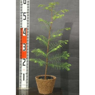 苗木 針葉樹の商品一覧 通販 - Yahoo!ショッピング
