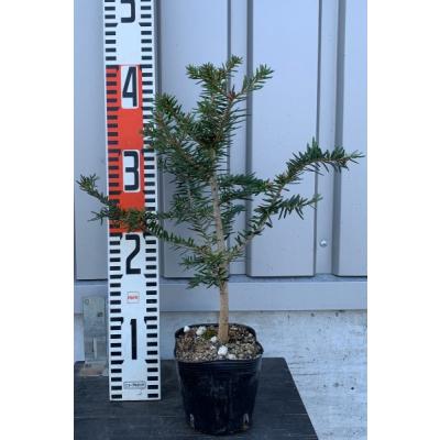 モミの木（常緑樹の植木、庭木）｜苗木、植木 | 花