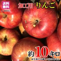 ジャム 加工用 品種おまかせ りんご 減農薬 長野県産 約10キロ 