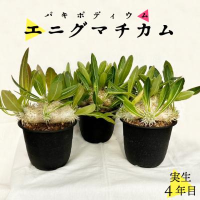 パキポディウム 実生の商品一覧 通販 - Yahoo!ショッピング パキポディウム 実生の商品一覧 通販 - Yahoo!ショッピング