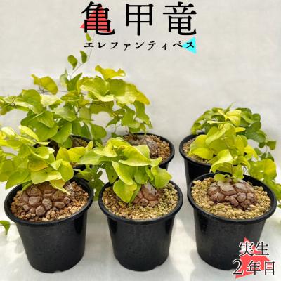 亀甲竜 鉢の商品一覧 通販 - Yahoo!ショッピング 亀甲竜 鉢の商品一覧 通販 - Yahoo!ショッピング