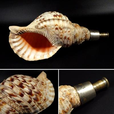 ホラ貝 楽器のおすすめ人気商品一覧 通販 - Yahoo!ショッピング