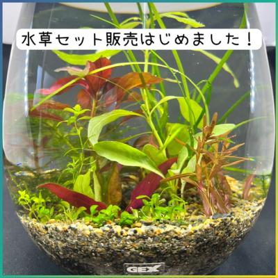 水草のおすすめ人気ランキングTOP100 - Yahoo!ショッピング