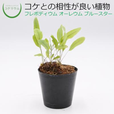 フレボディウム ブルースターのおすすめ人気商品一覧 通販 - Yahoo
