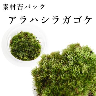 アラハシラガゴケ 苔テラリウム作製用素材苔／こんもり成長するタイプ