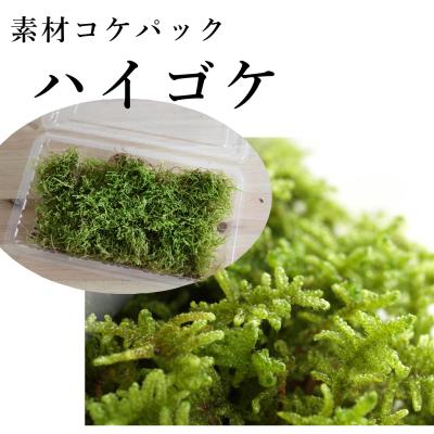 ハイゴケ 10枚セット ハイゴケ | 苔の販売専門店モスファーム