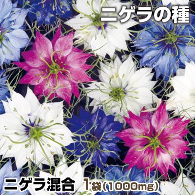 ニゲラ　ホワイト　種　およそ300粒 ニゲラの種 白、ピンク、ブルー - メルカリ