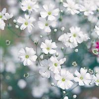 花の種 営利用 デルフィニウム シネンシス種 F1デジタルピンク 1000粒 タキイ種苗 メール便発送 Vg ベジタブルガーデン ハラダ 通販 Yahoo ショッピング