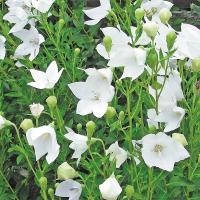 花の種 営利用 デルフィニウム エラータム種 F1オーロラ モーヴ 10ml タキイ種苗 メール便発送 Vg ベジタブルガーデン ハラダ 通販 Yahoo ショッピング