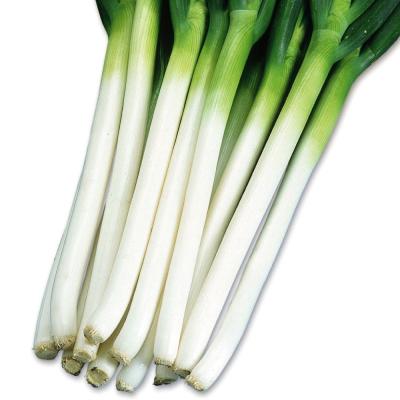 花と緑 国華園 - ネギ｜Yahoo!ショッピング