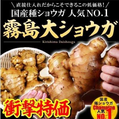 花と緑 国華園 - 種ショウガ|Yahoo!ショッピング 花と緑 国華園 - 種ショウガ|Yahoo!ショッピング
