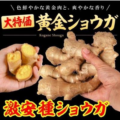 花と緑 国華園 - 種ショウガ|Yahoo!ショッピング 花と緑 国華園 - 種ショウガ|Yahoo!ショッピング