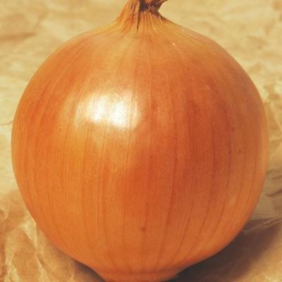 玉ねぎ苗のおすすめ人気商品一覧 通販 - Yahoo!ショッピング