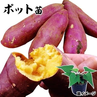 花と緑 国華園 - さつまいもポット苗｜Yahoo!ショッピング