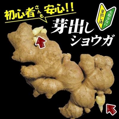 花と緑 国華園 - 種ショウガ|Yahoo!ショッピング 花と緑 国華園 - 種ショウガ|Yahoo!ショッピング