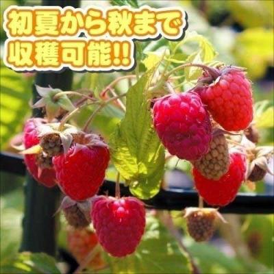 木苺(苗木、植木)の商品一覧 | 花、ガーデニング 通販 - Yahoo 木苺(苗木、植木)の商品一覧 | 花、ガーデニング 通販 - Yahoo