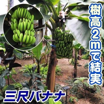 バナナ 苗 耐寒性の商品一覧 通販 - Yahoo!ショッピング