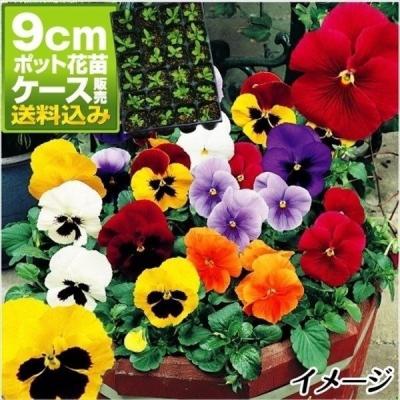 パンジー 苗 ブルーの商品一覧 通販 - Yahoo!ショッピング