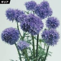 花の種 ランキングtop143 人気売れ筋ランキング Yahoo ショッピング