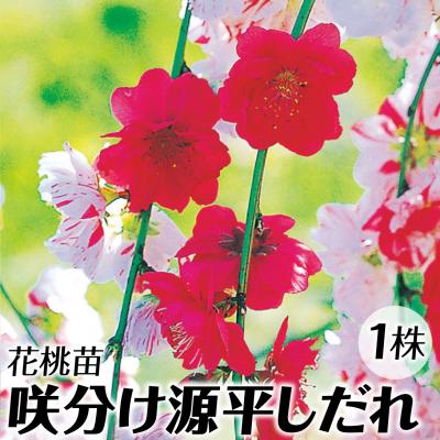 しだれ桃の商品一覧 通販 - Yahoo!ショッピング しだれ桃の商品一覧 通販 - Yahoo!ショッピング
