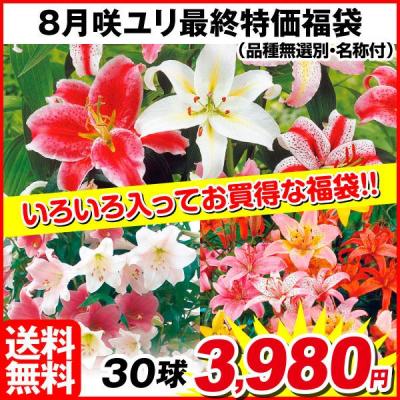 花と緑 国華園 - 8月咲きユリ｜Yahoo!ショッピング