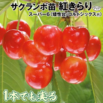 花と緑 国華園 - サクランボ苗｜Yahoo!ショッピング