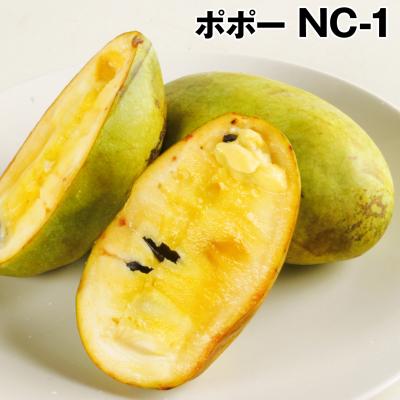 レア種ポポーの穂木 品種 : アーホン• ホワイト 3本セット　専用品　送料無料 レア種ポポーの穂木 品種 : アーホン• ホワイト 3本セット 専用品 送料