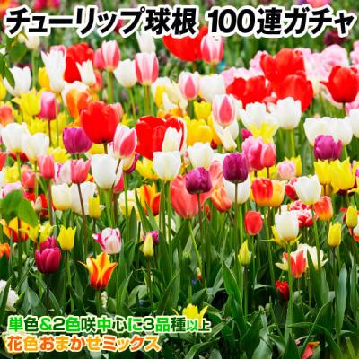 花と緑 国華園 - 植物・苗・球根｜Yahoo!ショッピング