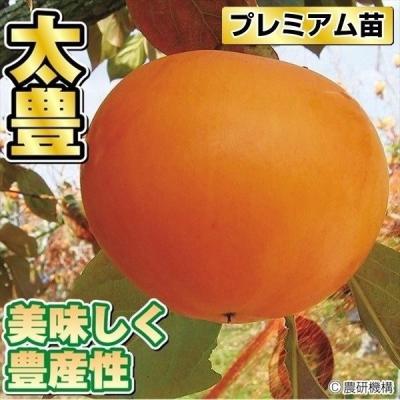 太秋柿 3年生苗木のおすすめ人気商品一覧 通販 - Yahoo!ショッピング