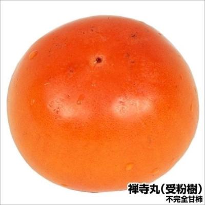 禅寺丸柿苗木の商品一覧 通販 - Yahoo!ショッピング