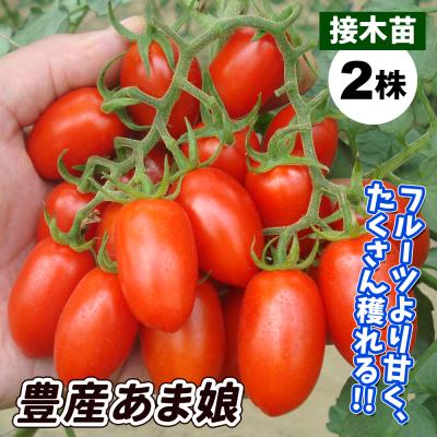 トマト苗の商品一覧 通販 - Yahoo!ショッピング トマト苗の商品一覧 通販 - Yahoo!ショッピング