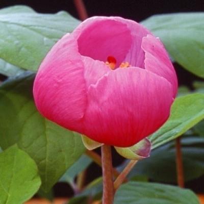 山芍薬赤　他　庭の花達　ご確認用 ヤマシャクヤクのおすすめ人気商品一覧 通販 - Yahoo!ショッピング